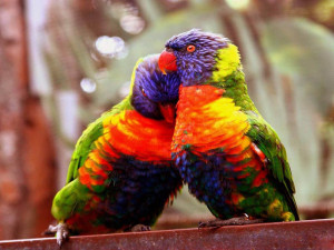 Love-Birds