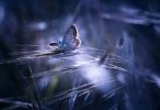 awesome butterfly hd wallpaper