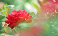beautiful red rose flower photo hd wallpaper