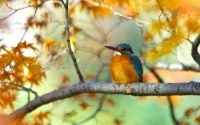 branch bird kingfisher hd wallpaper