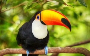 branch toucan bird