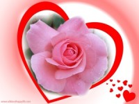 love pink rose wallpaper