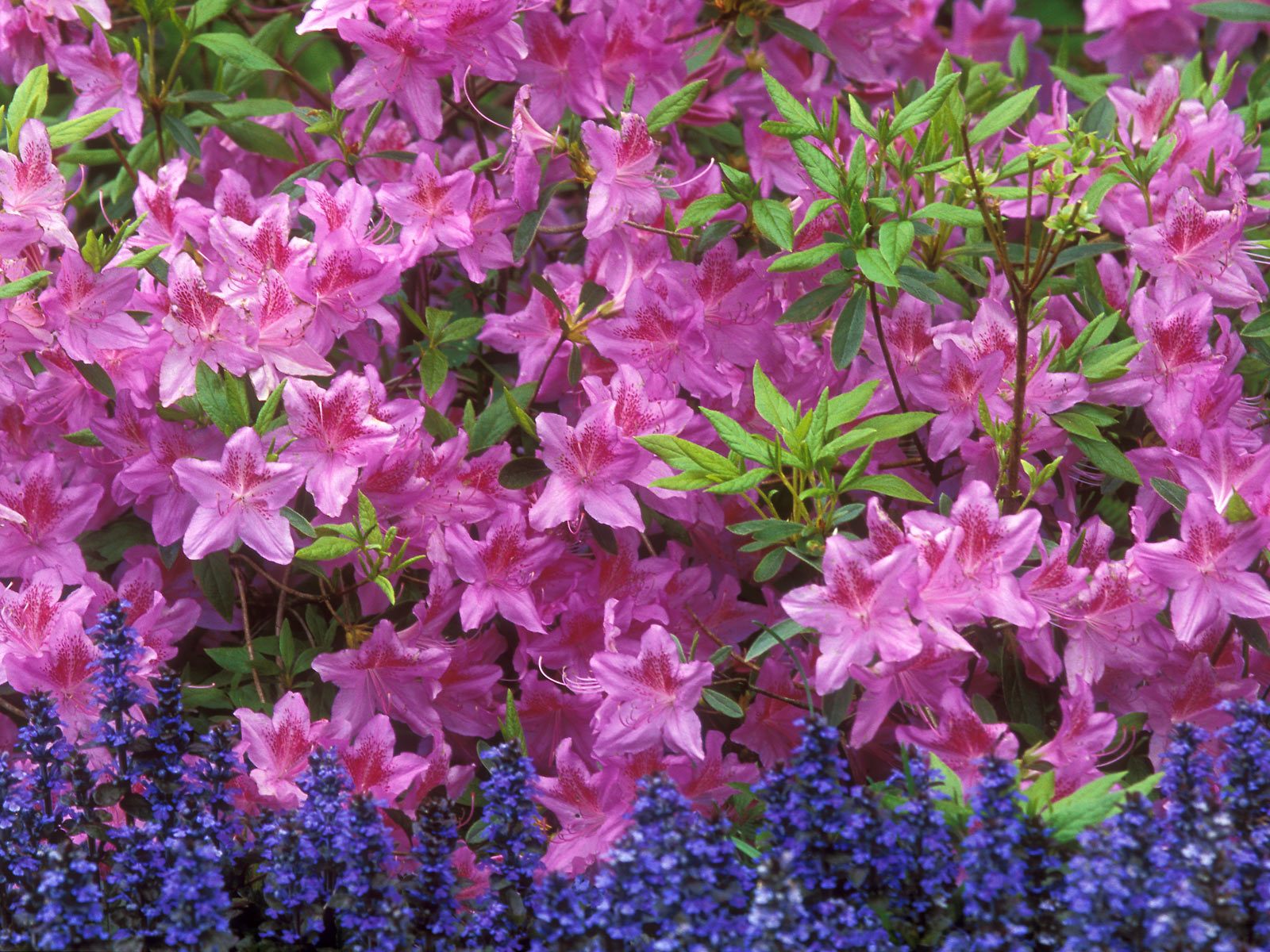 Azalea and Ajuga