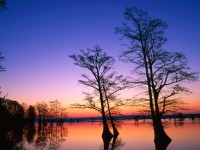 Bald Cypress Trees at Sunrise, Reelfoot National Wildlife Refuge,  Tennessee