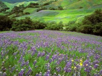 California Dreaming, Lupine Field, Cambria, California