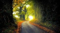 Country lane in autumn wallpaper