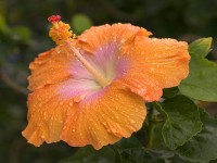 Dew-Covered Hibiscus, Kauai, Hawaii
