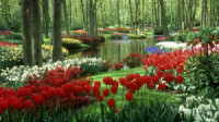 Flower park wallpaper