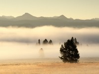 Fog at Sunrise, Pelican Valley, Yellowstone National Park, Wyoming