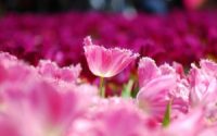 Pink flowers tulips wallpaper