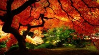 The red tree hd wallpapers