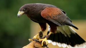 Birds-falcon