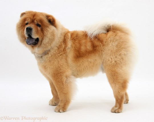 Chow Chow Dog 13 Wallpaper Animal Wallpapers 1920x1080