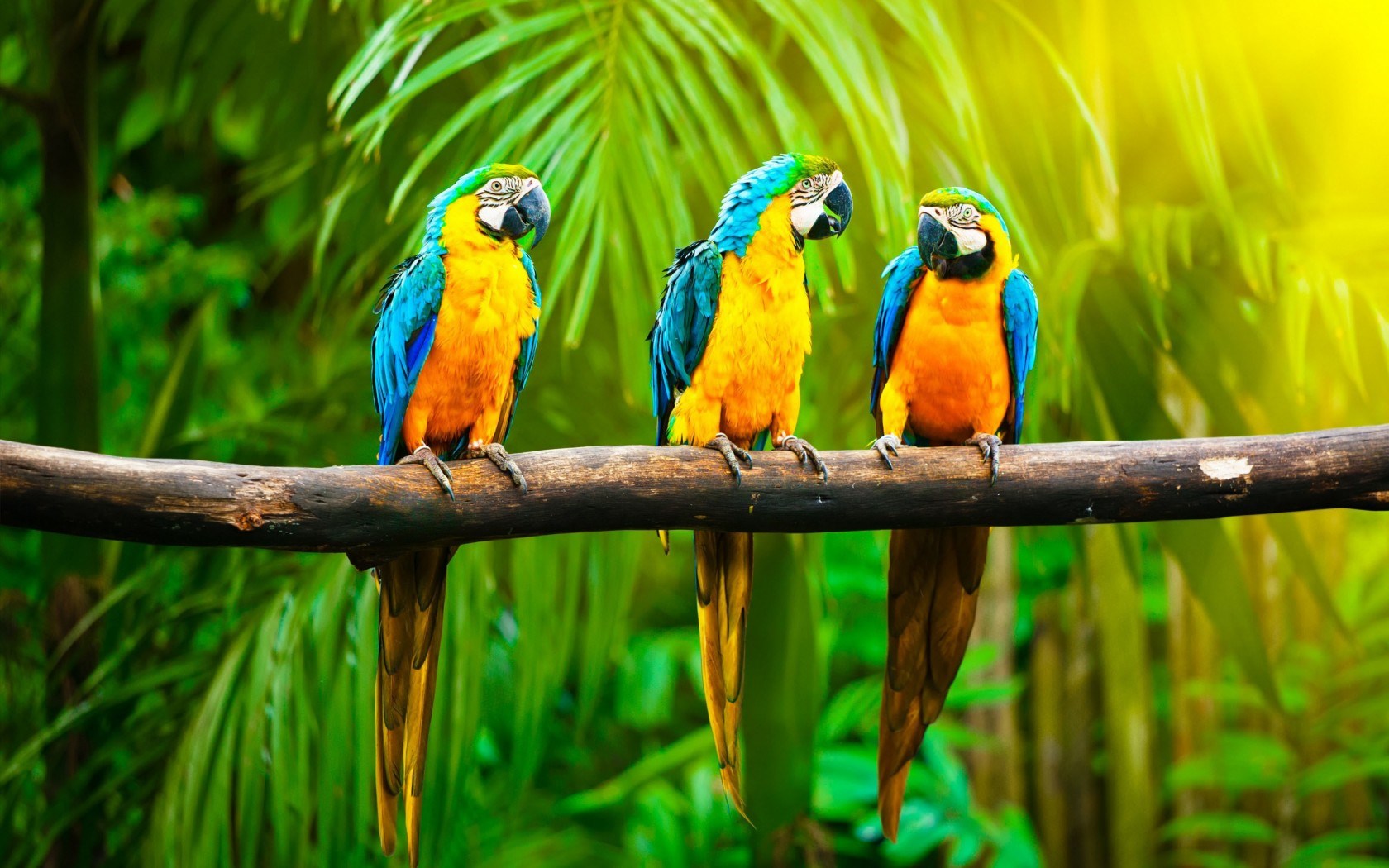 parrots branch jungle hd wallpaper | Top Wallpapers