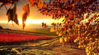 vineyard in autumn wallpaper