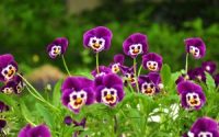 Beautiful Violet Flowers Wallpape