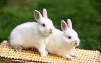 Cute rabbit widescreen wallpaper