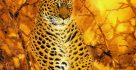 Fantasy Art Animal Leopard Wallpaper