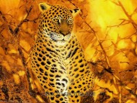 Fantasy Art Animal Leopard Wallpaper