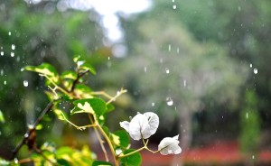 Raindrops nature