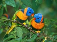 cute twin birds wallpaper