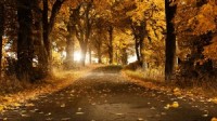 Autumn background yellow hd wallpapers