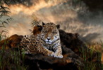 Jaguar animal wallpaper