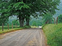 Nature HD cool road and tree wallpaper