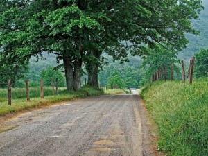 Nature HD cool road and tree